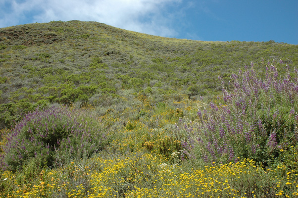 Soberanes Canyon 053.jpg